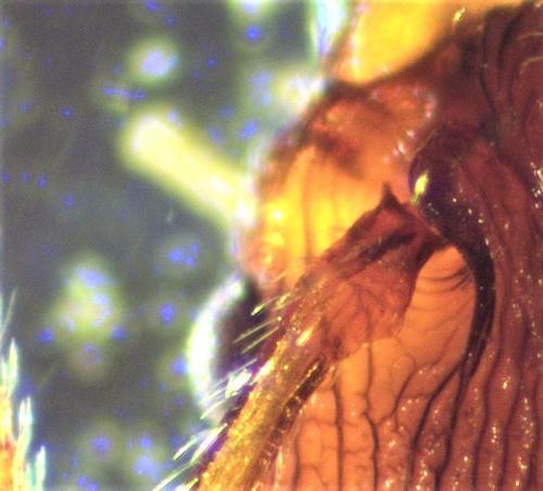 Réf. 216 599 : Myrmica sp.